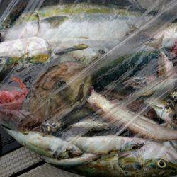 ブルースフィッシングサービス 釣果