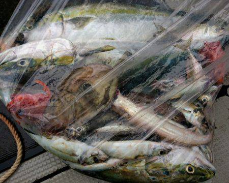 ブルースフィッシングサービス 釣果