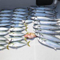 Chase(チェイス) 釣果