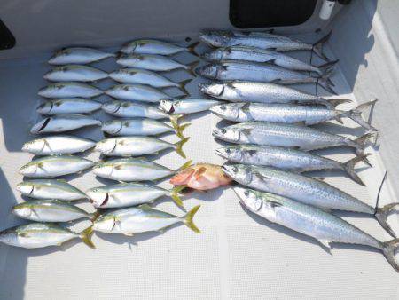 Chase(チェイス) 釣果