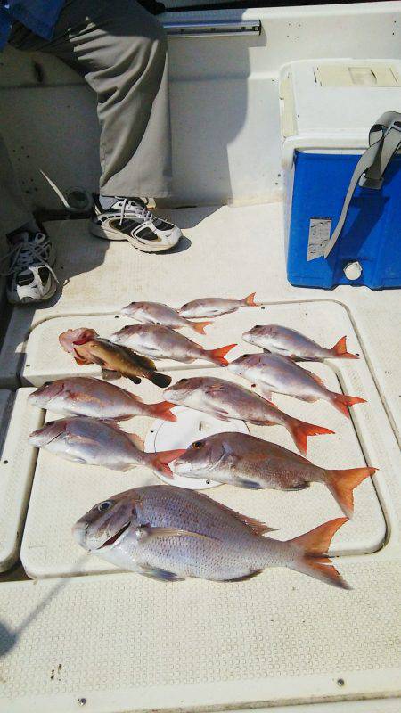 マリンガイド福丸 釣果