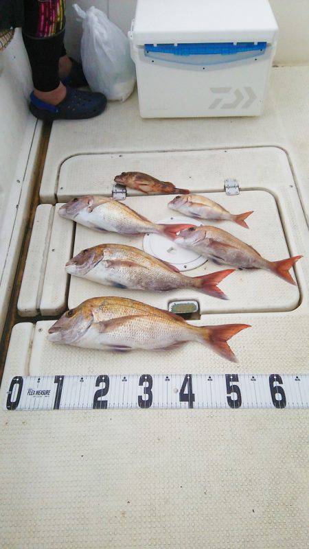 マリンガイド福丸 釣果