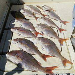 マリンガイド福丸 釣果