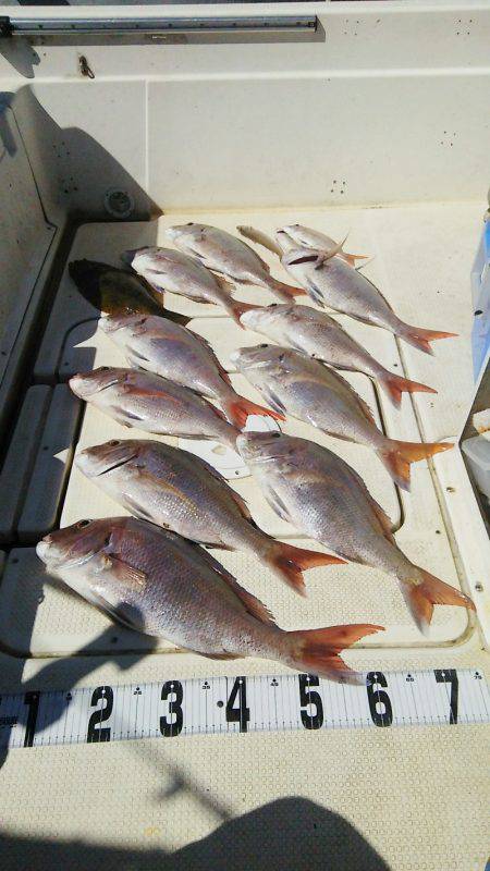 マリンガイド福丸 釣果