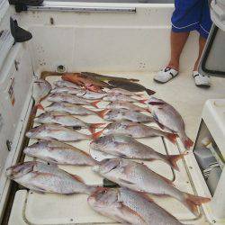 マリンガイド福丸 釣果