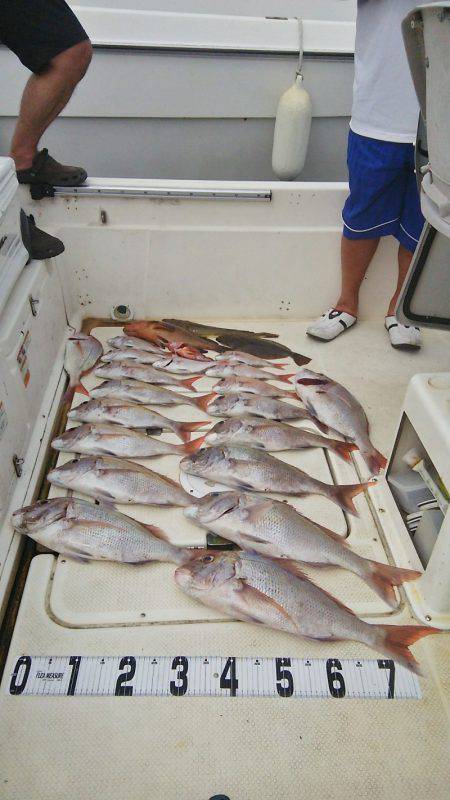 マリンガイド福丸 釣果