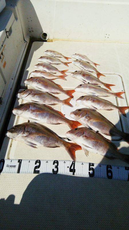 マリンガイド福丸 釣果