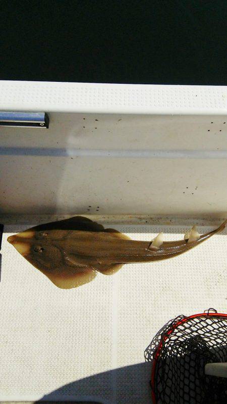 マリンガイド福丸 釣果