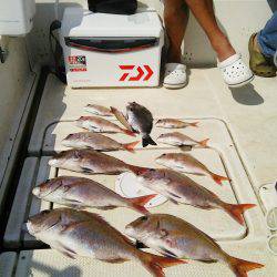 マリンガイド福丸 釣果