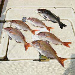 マリンガイド福丸 釣果