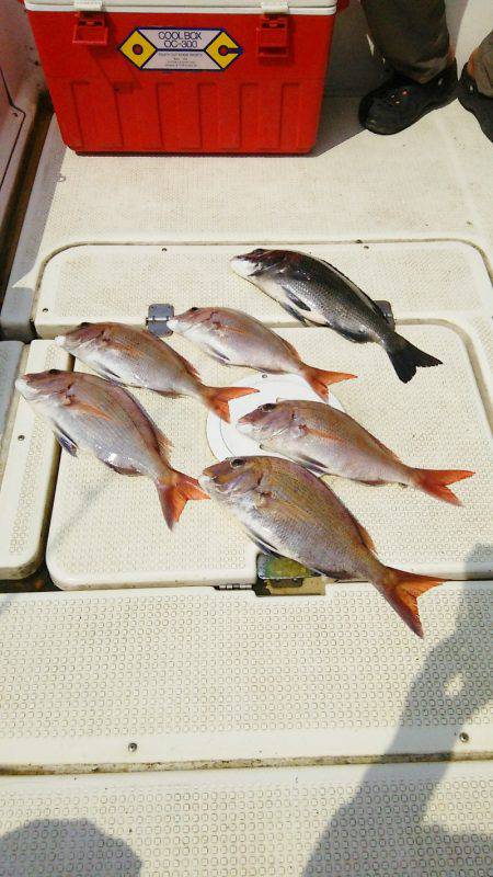 マリンガイド福丸 釣果