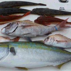 JDI Racing シールズマリンレジャー 釣果