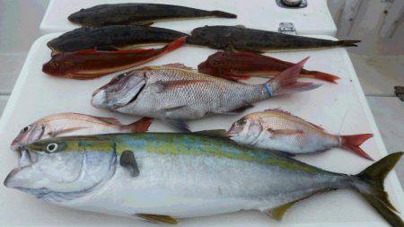 JDI Racing シールズマリンレジャー 釣果