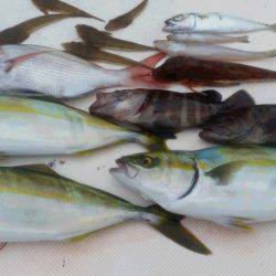 JDI Racing シールズマリンレジャー 釣果