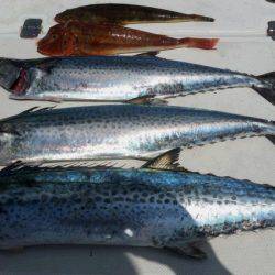 JDI Racing シールズマリンレジャー 釣果