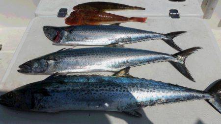 JDI Racing シールズマリンレジャー 釣果