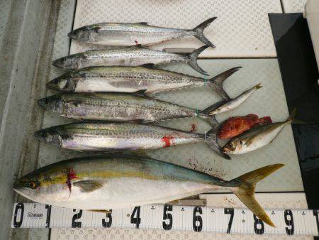 オーシャンスター(Ocean Star) …