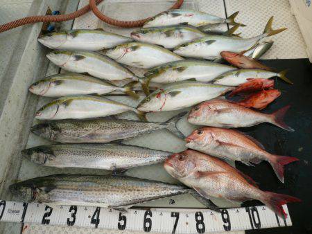 オーシャンスター(Ocean Star) …