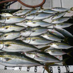 オーシャンスター(Ocean Star) 釣果