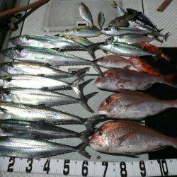 オーシャンスター(Ocean Star) 釣果