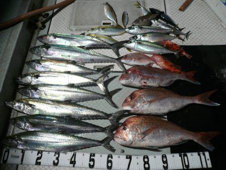 オーシャンスター(Ocean Star) 釣果