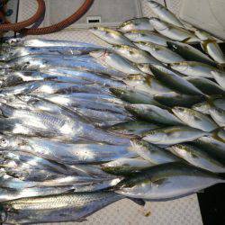 オーシャンスター(Ocean Star) 釣果