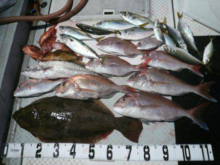 オーシャンスター(Ocean Star) 釣果