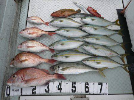 オーシャンスター(Ocean Star) …