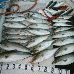 オーシャンスター(Ocean Star) 釣果