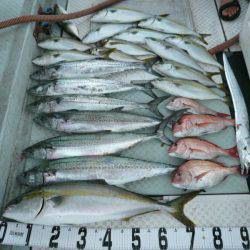 オーシャンスター(Ocean Star) 釣果