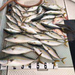 オーシャンスター(Ocean Star) 釣果