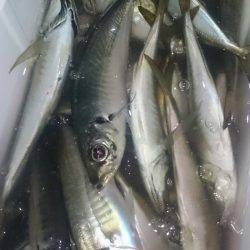 シースナイパー海龍 釣果