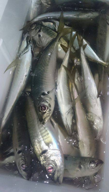 シースナイパー海龍 釣果