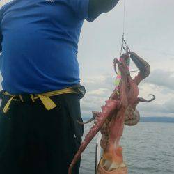 シースナイパー海龍 釣果