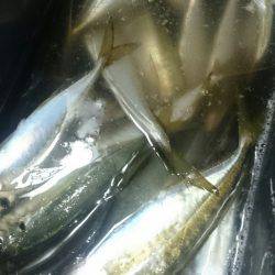 シースナイパー海龍 釣果