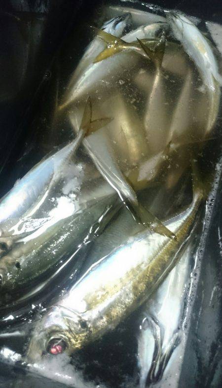 シースナイパー海龍 釣果