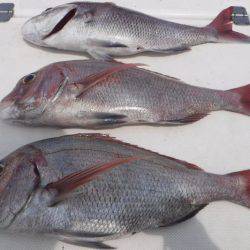 JDI Racing シールズマリンレジャー 釣果