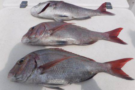 JDI Racing シールズマリンレジャー 釣果