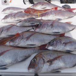 JDI Racing シールズマリンレジャー 釣果