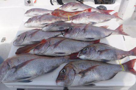 JDI Racing シールズマリンレジャー 釣果