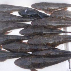 JDI Racing シールズマリンレジャー 釣果