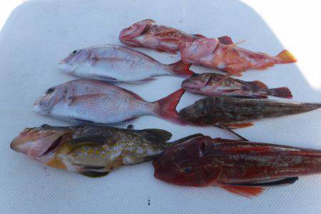 ＪＤＩ　Ｒａｃｉｎｇ　シールズマリンレジャ…