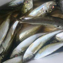 シースナイパー海龍 釣果