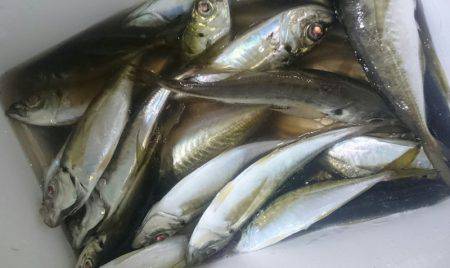 シースナイパー海龍 釣果