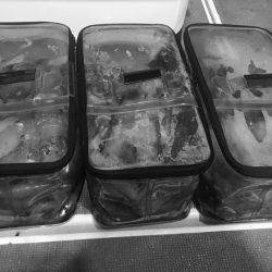 South Current 釣果