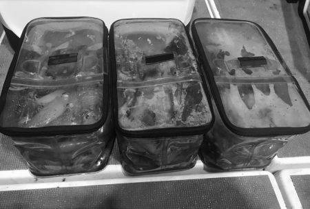 South Current 釣果