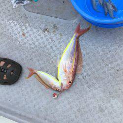 海季丸(みきまる) 釣果