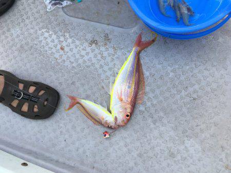 海季丸(みきまる) 釣果