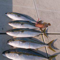 旭星釣りセンター 釣果