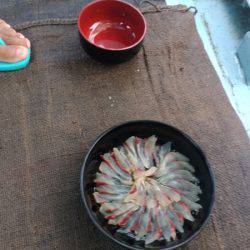 オーシャンパイオニア 釣果